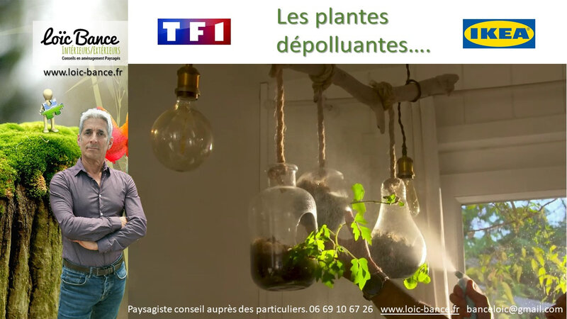 Paysagiste-ahetze-plantes-depolluantes-conseils-aupres-des-particuliers-Loic-BANCE