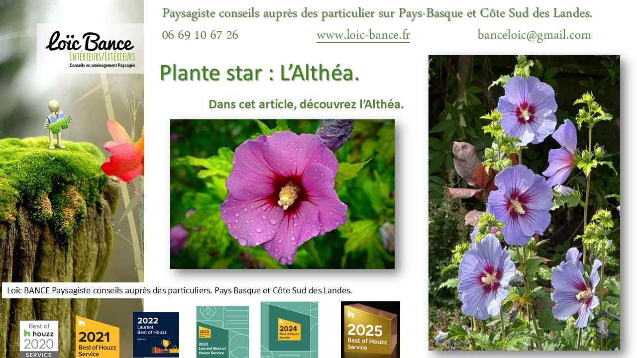 Fiche technique de l'Althéa Hibiscus Paysagiste Ahetze 