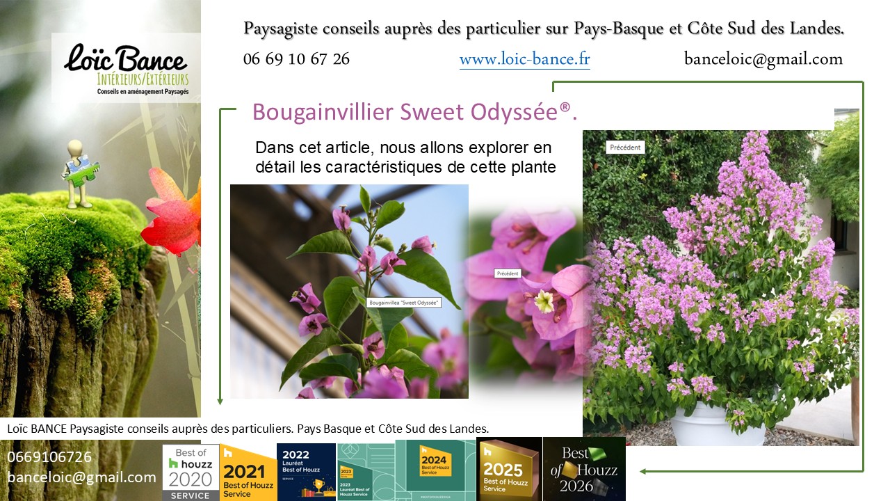Paysagiste Ahetze Bougainvillier Sweet Odyssée®
