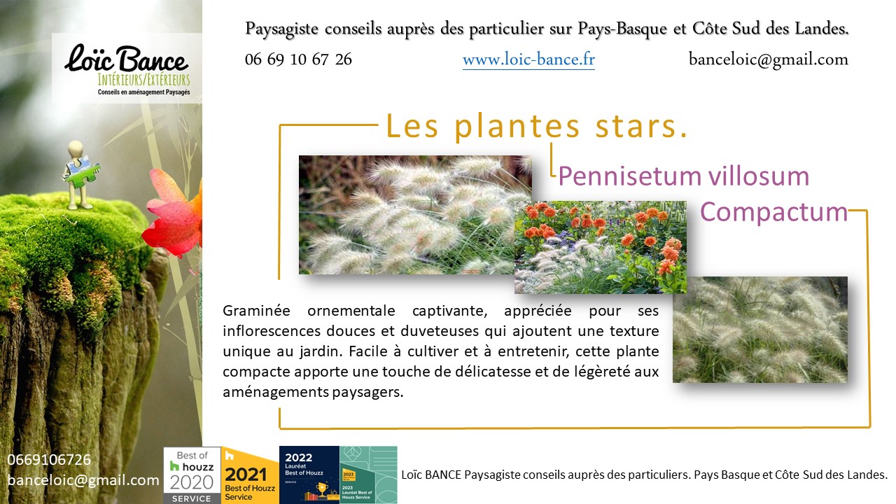 Pennisetum Villosum Compactum; Aménagements paysagers; Concepteur de jardins; Pays basque; Paysagiste; Paysagiste Pays Basque; Paysagiste conseils; Ahetze; Paysagiste Ahetze; Anglet; Paysagiste Anglet; Arbonne; Paysagiste Arbonne; Arcangues; Paysagiste Arcangues; Bayonne; Paysagiste Bayonne; Biarritz; Paysagiste Biarritz; Capbreton; Paysagiste Capbreton; Guéthary; Paysagiste Guéthary; Hossegor; Paysagiste Hossegor; Saint Jean de Luz; Paysagiste Saint Jean de Luz; Seignosse; Paysagiste Seignosse; 