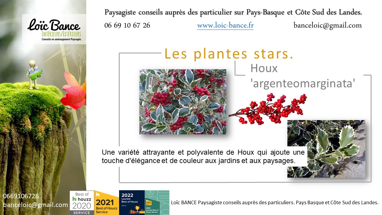 un arbuste à feuilles persistantes par Paysagiste Ahetze