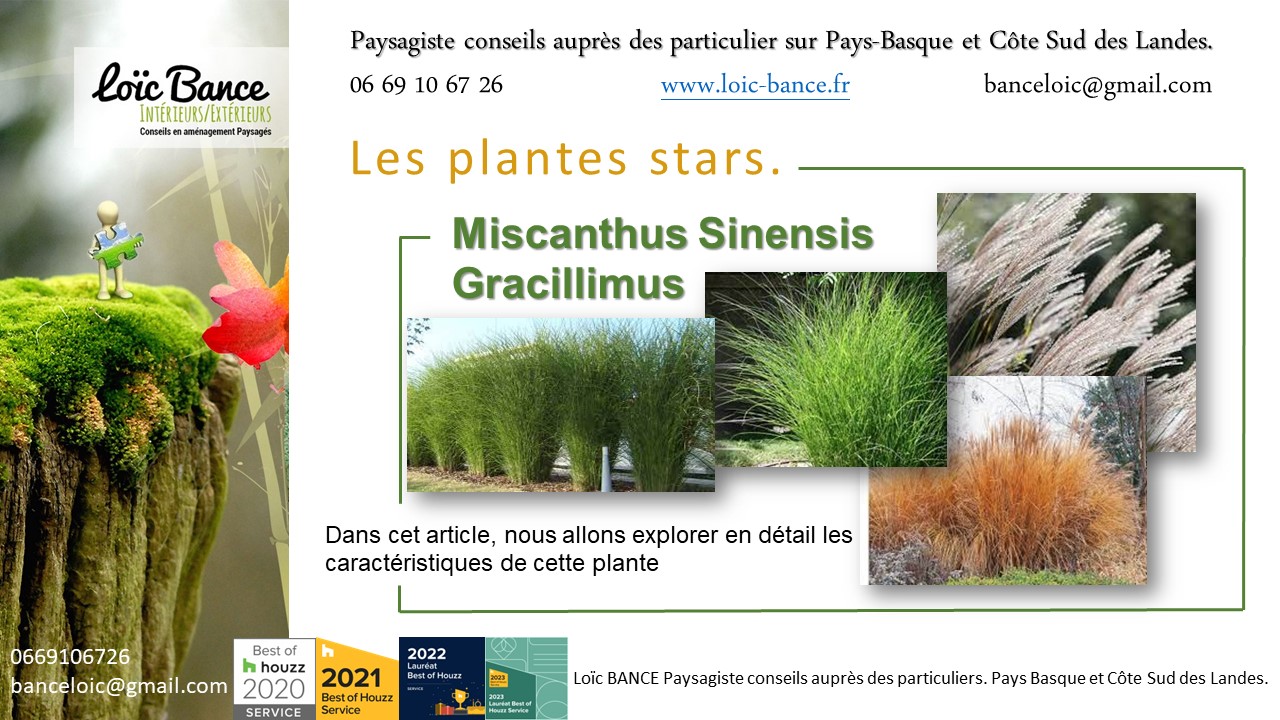 Mischantus; Sinensis; Gracillimus; Graminée; Plantes; Jardins d'ici; Paysages; Aménagements paysagers; Landes; Paysagiste Landes; Pays Basque; Paysagiste Pays Basque; Concepteur de jardins; Ahetze; Paysagiste Ahetze; Anglet; Paysagiste Anglet; Arbonne; Paysagiste Arbonne; Arcangues; Paysagiste Arcangues; Bayonne; Paysagiste Bayonne; Biarritz; Paysagiste Biarritz; Capbreton; Paysagiste Capbreton; Guéthary; Paysagiste Guéthary; Hossegor; Paysagiste Hossegor; Saint Jean de Luz; Paysagiste Saint Jean de Luz; Seignosse; Paysagiste Seignosse; Tosse; Paysagiste Tosse; Dax; Paysagiste Dax; Mont de Marsan 40000; Paysagiste Mont de Marsan; Paysagiste Brassempouy; Brassempouy 40330; Paysagiste Ahaxe-Alciette-BascassanAhaxe-Alciette-Bascassan 64220; Saint-Pandelon 40180; Paysagiste Saint-Pandelon; Ascain 64310; Paysagiste Ascain; Amou 40330; Paysagiste Amou; Louhossoa 64250; Paysagiste Louhossoa; Tarnos 40220; Paysagiste TARNOS; Ondres; Paysagiste Ondres; Rivière-Saas-et-Gourby 40180; Paysagiste Rivière-Saas-et-Gourby; Bénesse-Maremne 40230; Paysagiste Bénesse Maremne; 