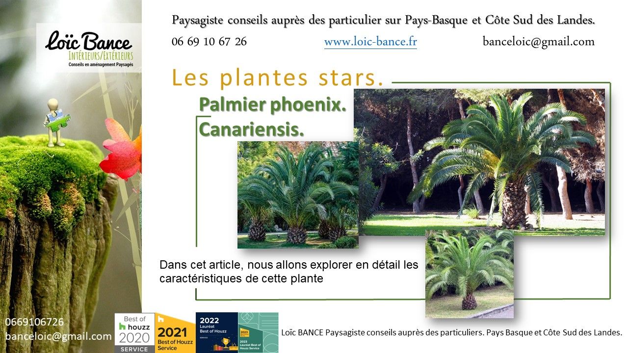 Palmier; Phoenix; Canariensis; Fiche technique; Itxassous; Paysagiste Itxassou; Paysages; Aménagements paysagers; Landes; Paysagiste Landes; Pays Basque; Paysagiste Pays Basque; Concepteur de jardins; Ahetze; Paysagiste Ahetze; Anglet; Paysagiste Anglet; Arbonne; Paysagiste Arbonne; Arcangues; Paysagiste Arcangues; Bayonne; Paysagiste Bayonne; Biarritz; Paysagiste Biarritz; Capbreton; Paysagiste Capbreton; Guéthary; Paysagiste Guéthary; Hossegor; Paysagiste Hossegor; Saint Jean de Luz; Paysagiste Saint Jean de Luz; Seignosse; Paysagiste Seignosse; 